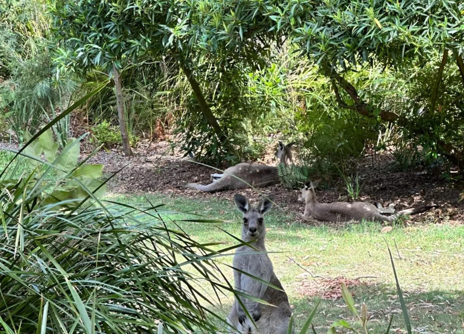 Allure Stradbroke Resort Point Lookout 4*,  Australia